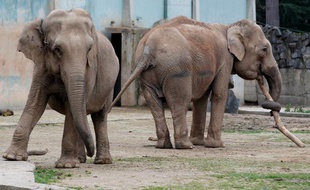 Baby et Népal, les deux éléphantes du Parc de la Tête d'Or à Lyon.