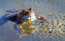 La grenouille rousse : un amphibien fascinant et menacé