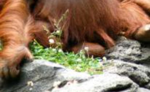 Un Orang-Outan.