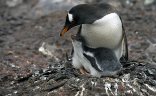 Un manchot papou nourrit son petit sur l'île de Petermann dans l'Antarctique, le 2 mars 2016