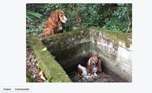 Capture écran Facebook/ Vashon Island Pet Protectors (www.vipp.org) 15 septembre 2015.