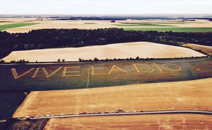 Une ode à l'agriculture biologique dans un champ de bleuets et de coquelicots, à Oudeuil dans l'Oise.