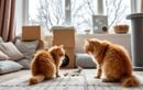 8 idées simples pour divertir un chat d’intérieur quand l’hiver limite ses sorties