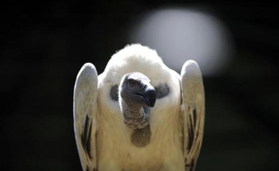 Un vautour du Cap en Afirque du Sud dans le zoo de Johannesbourg le 18 décembre 2009