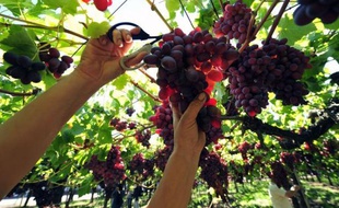 En pleine saison des vendanges, l'industrie viticole chilienne, l'une des dix plus importantes au monde, espère mettre à profit la longue et exceptionnelle période de sécheresse que traverse le pays depuis un an pour produire un millésime 2012 différent mais de qualité