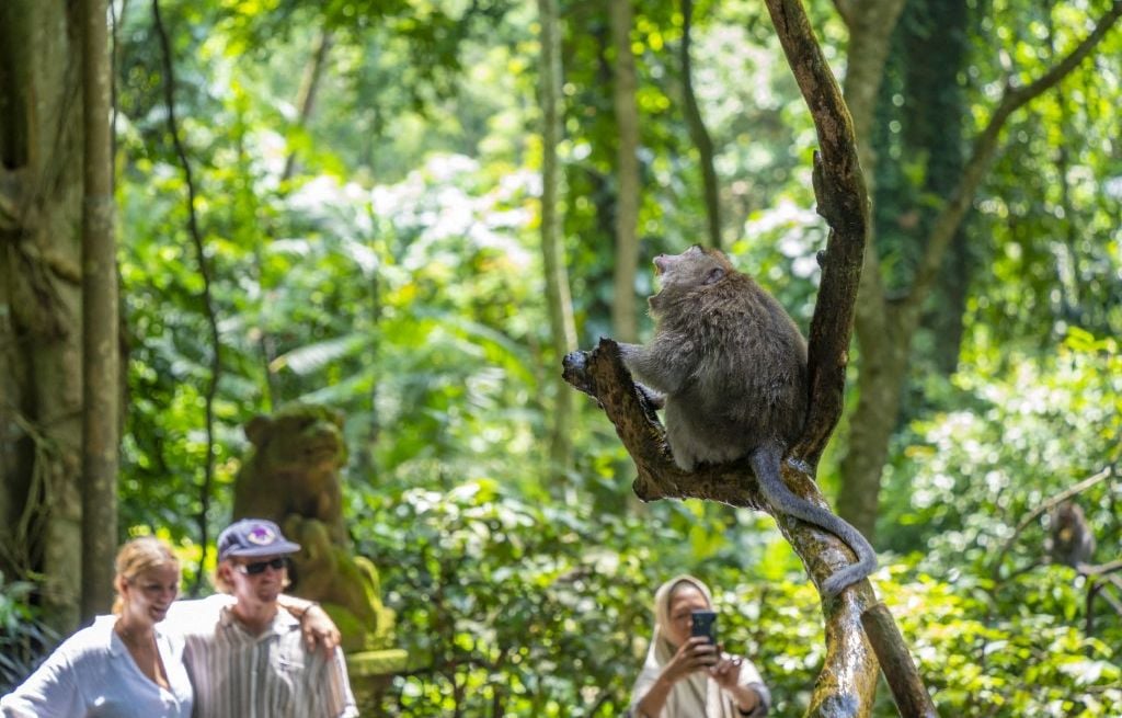Indonésie : Mordue par un singe, une Française doit débourser « 2.000 euros » pour un vaccin anti-rage