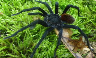 La « Kankuamo marquezi », une nouvelle espèce de mygale, a été découverte en juin 2016, en Colombie.