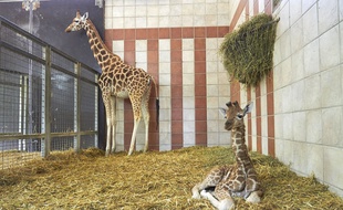 Rémi, le girafon au premier plan avec sa maman.
Pauline au zoo de la Palmyre.