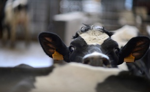 Des vaches Prim'holstein (illustration).