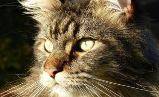 Jupiter, un chat de race Main coon, a été tué d'une balle en pleine tête le 20 février.