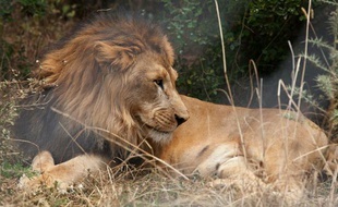 Un lion d'Abyssinie, en Ethiopie, recueilli par la fondation Born Free, le 18 février 2015