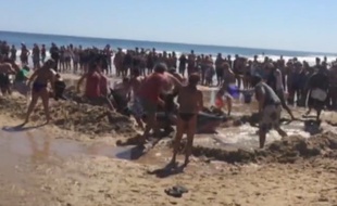 Sauvetage d'un requin près de Cape Cod le 6 septembre 2015.