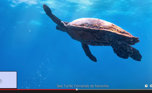 Google a dévoilé, le 4 juin 2015, une nouvelle galerie Street View dediée aux fonds marins