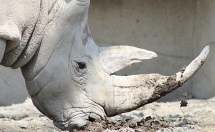 Le jeune rhinocéros est né le 6 octobre 2021.
