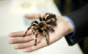 Non, cette personne n'est pas arachnophobe