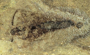 Un fossile d'insecte vieux de 365 millions d'années a été découvert par le Muséum national d'histoire naturelle en Belgique.