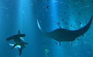 Le requin marteau de Nausicaa.
