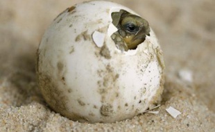 Un bébé tortue Sulcata sort de l'oeuf, le 31 mai 2008 à Servion, près de Lausanne (Suisse).
