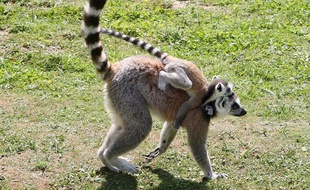 Un lémurien porte son bébé le 1 juillet 2010 au Parc des félins près de Paris