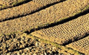 La baisse de la production de riz à Madagascar est inquiétante.
