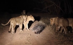 Un porc-épic résiste à une horde de lions, en Afrique du Sud.