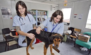 « Les chiens sont plus en forme que ceux que l'on voit à l'école », disent les étudiants.