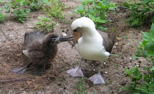 Un petit albatros de Laysan et sa maman, en mars 2006 à Hawaï.
