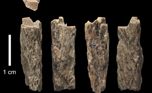 Le fragment d'os de