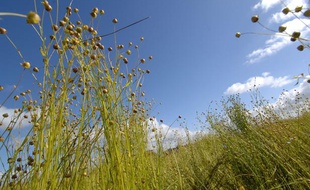 Des plants de lin, près de Caen.