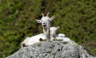 Photo d'illustration de chèvres, dans un parc au pays de Galles en 2014.