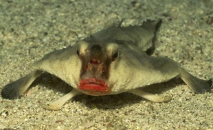 Le platax à lèvres rouges, proche cousin du poisson pancake.