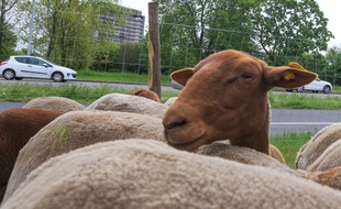 Des moutons près de la place d'Haguenau à Strasbourg ou l'écopâturage, une solution alternative pour le désherbage. Strasbourg le 23 avril 2019.
