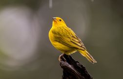Ces animaux transforment la nature en champ de bataille !