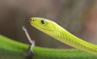 Un serpent, illustration