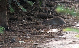 Un rat au Jardin des Tuileries, près du Louvre, à Paris le 28 juillet 2014