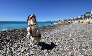 Juliette, le Cavalier king Charles d'Anaïs, est ravie de cette nouvelle plage