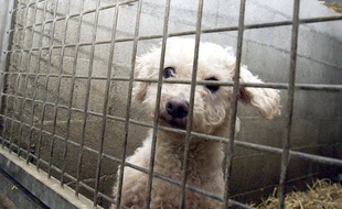 12 chiens ont pu être sauvés par les deux associations.