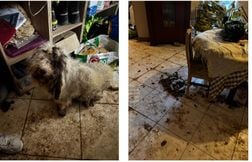 « C’était effrayant »… 7 chiens tirés d’une maison de l’horreur à Etampes