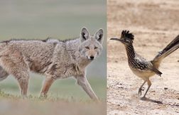 Le mythe du coyote et du géocoucou : qui chasserait vraiment qui ?