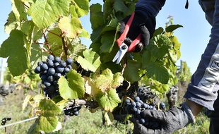 Des grappes de raisons (illustration).