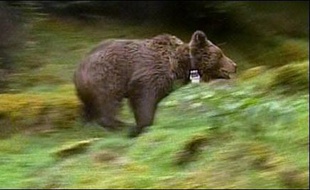 L'ourse Franska, qui cristallisait une bonne partie du mécontentement provoqué par la réintroduction de l'ours dans les Pyrénées, a été tuée accidentellement par une voiture dans les Hautes-Pyrénées.