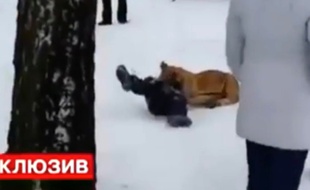 Un lionceau attque un enfant dans un zoo en Russie