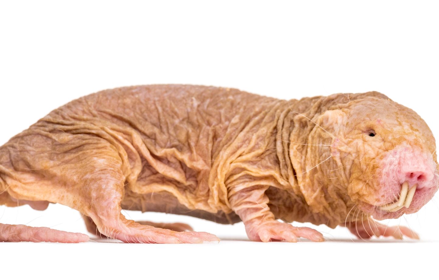 Le rat-taupe, animal énigmatique