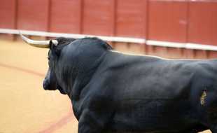 Un taureau de combat lors d'une corrida. Illustration.