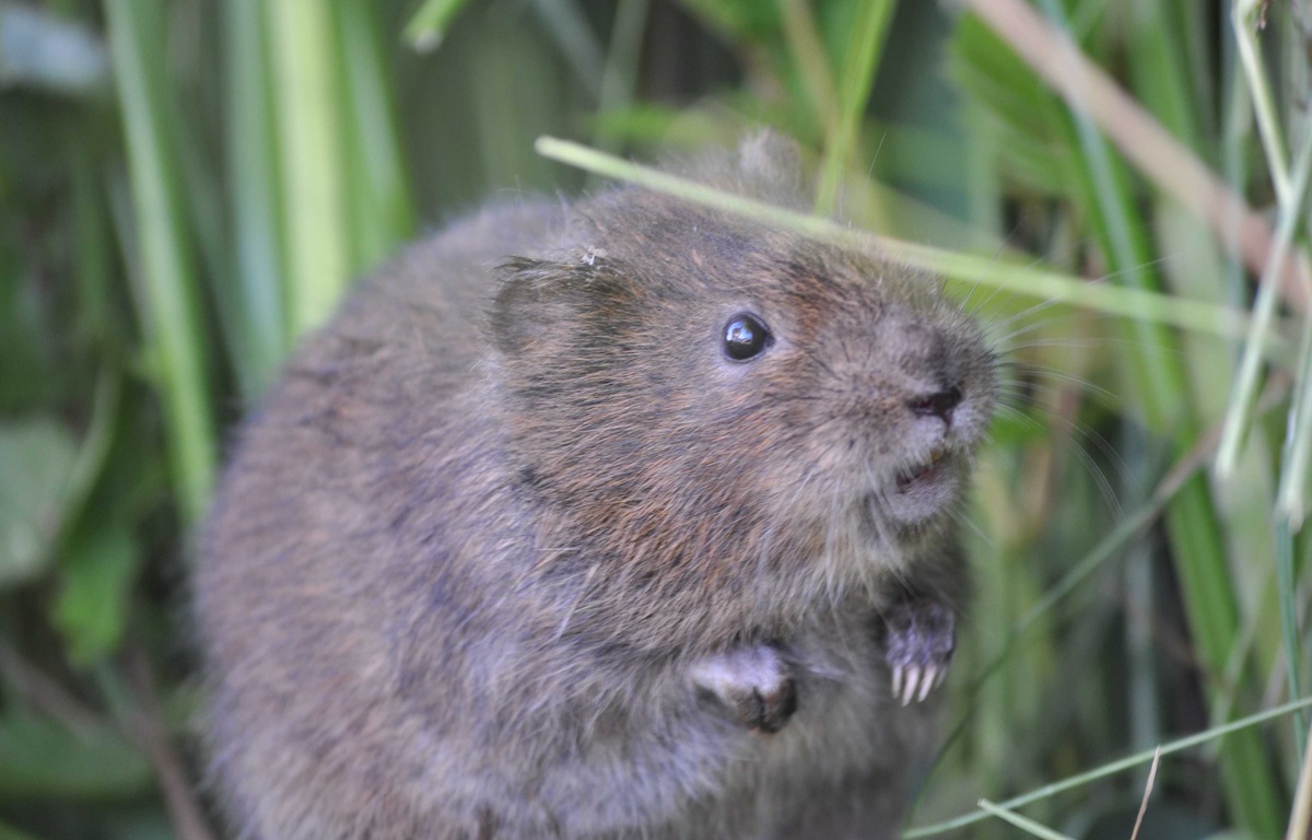 Rongeur D Amérique Du Sud Mots Fléchés Notre-Dame-des-Landes: On a interrogé le spécialiste du campagnol amphibie,  cet animal menacé par l'aéroport