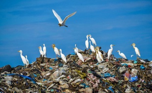Des aigrettes survolent une pile d'ordures dans un centre de traitement des déchets en Indonésie.