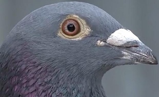 Un pigeon voyageur (illustration).