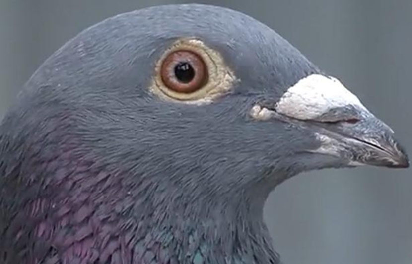 Bolt, le pigeon qui valait 310.000 euros