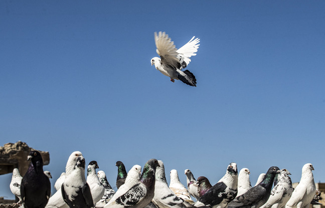 Arnaque à la fiente d'oiseaux : Quand les personnes âgées se font pigeonner