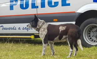 Max, le Blue Heeler de 17 ans qui a protégé et secouru une petite fille de 3 ans perdue dans le bush australien dans le Queensland le 20 avril 2018.